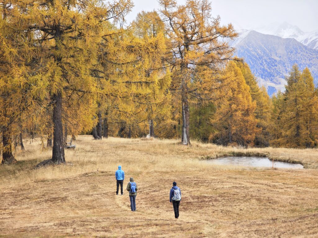 Der lichte Lärchenwald im Jaufental - zwischen Platschjoch und Gostjöchl
